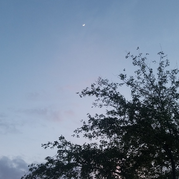 Meet your Posher, GiGi - Picture 1 of 1